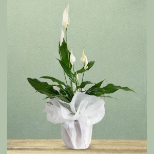  Yalikavak Florists - Potted Flowers